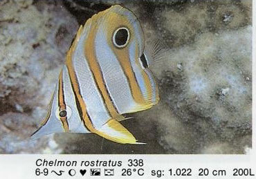 Chelmon rostratus